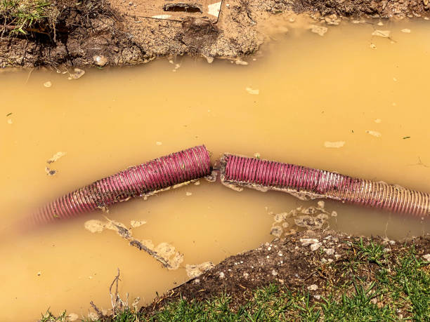 Best Flood restoration services  in Bradley, IL
